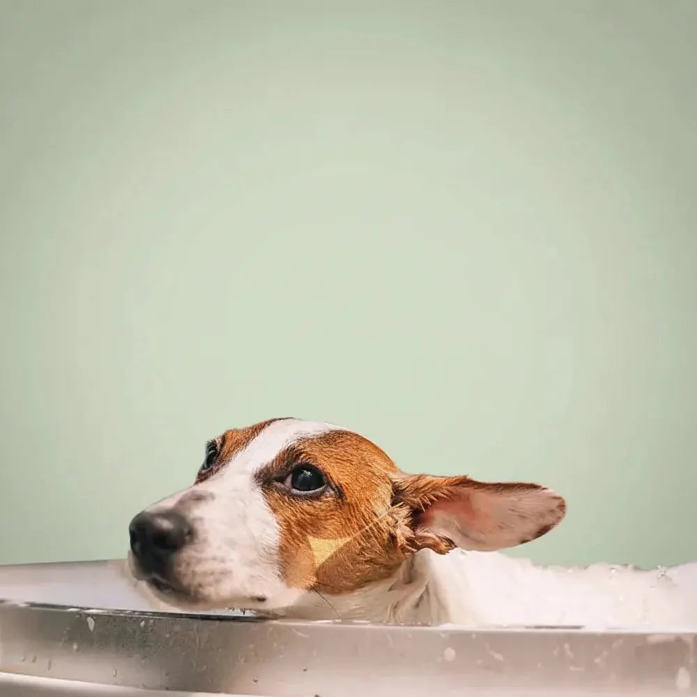 Douche de bain pour animaux de compagnie, douche multifonctionnelle pour chien et chat, bain facile,